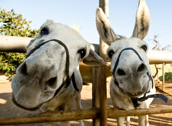 two donkeys