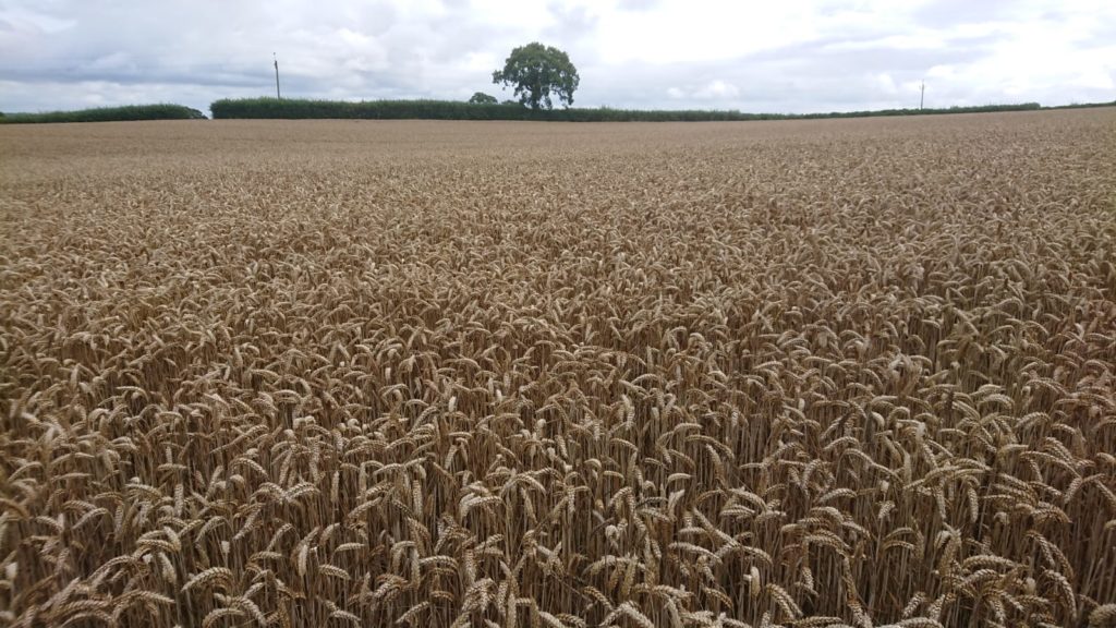 Farmlands view Devon