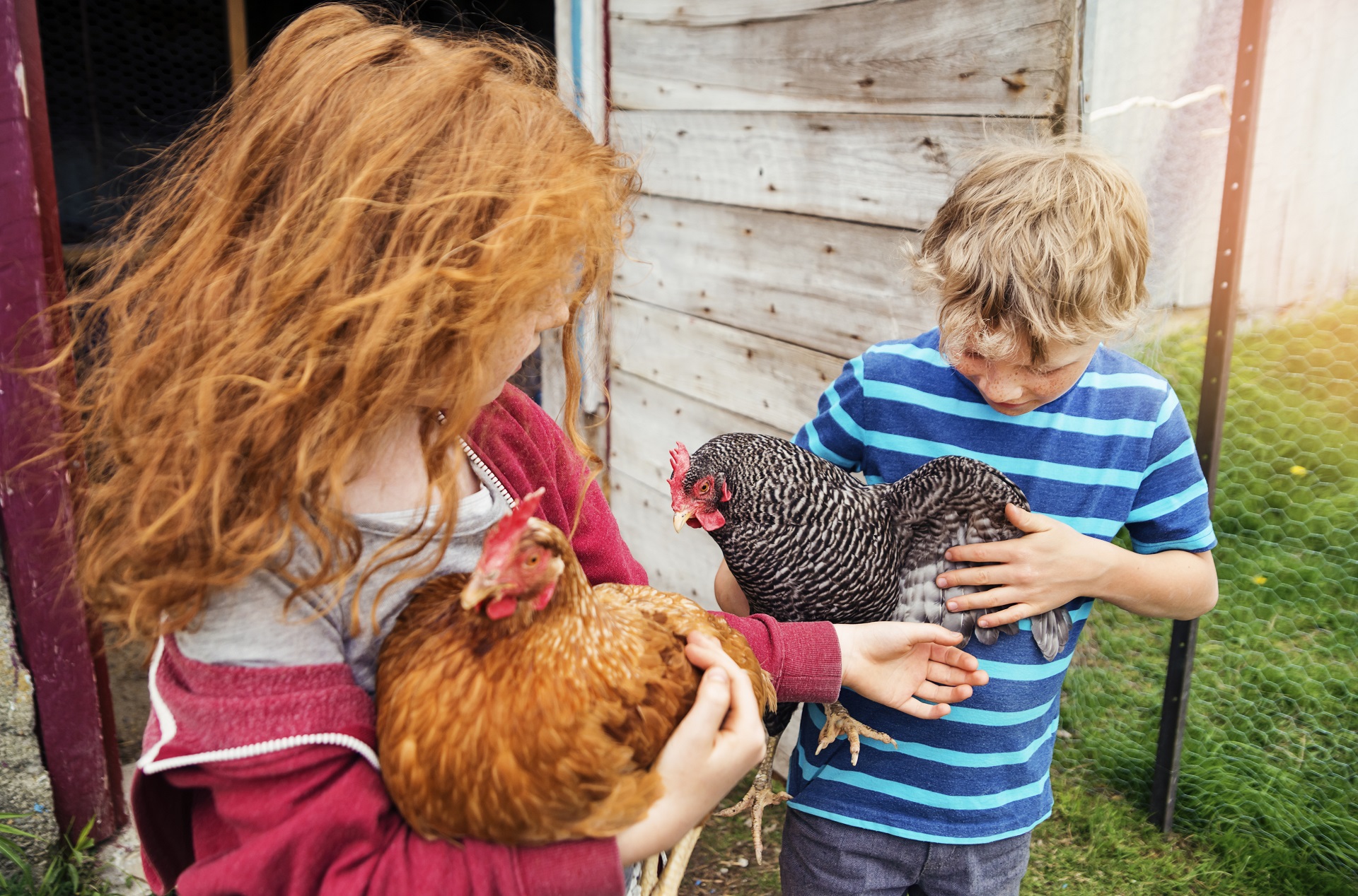 redhead little girl and a blond little boy playing with hens in the small family chicken coop