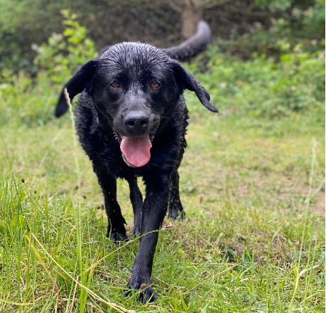 walking a black Labrador