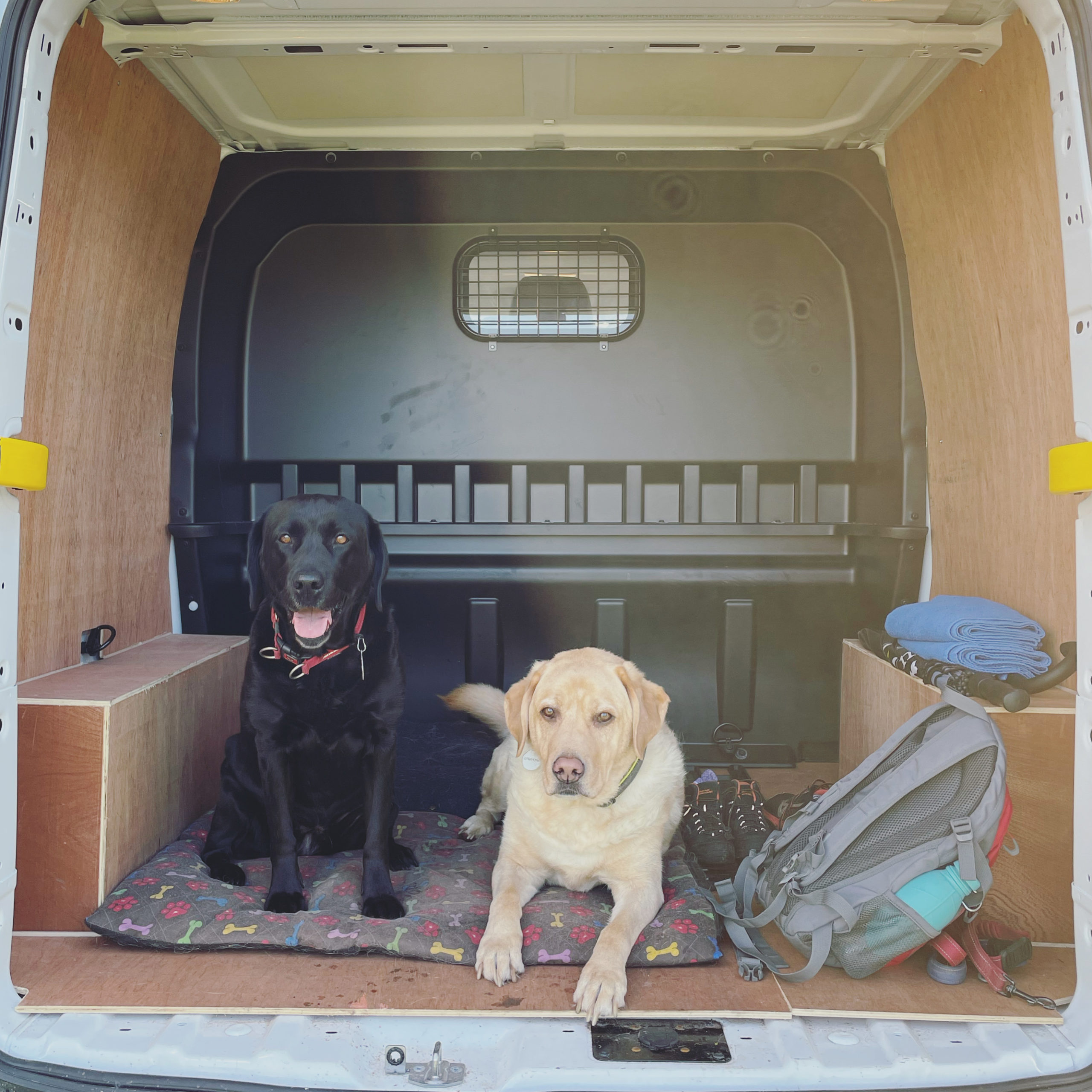 two Labradors in back of van waiting to go for a walk