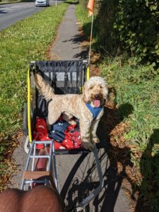 Pip, Nicky's dog at National Fostering Group