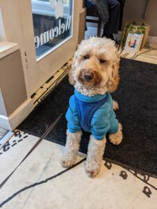 Pip, Nicky's dog at National Fostering Group