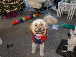 Pip, Nicky's dog at National Fostering Group