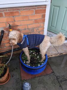 Pip, Nicky's dog at National Fostering Group